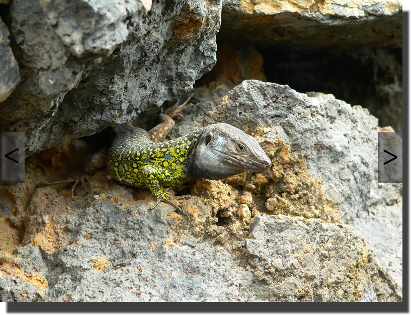 Gallotia galloti eisentrauti